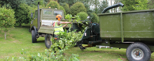 Tree Surgery